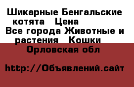 Шикарные Бенгальские котята › Цена ­ 25 000 - Все города Животные и растения » Кошки   . Орловская обл.